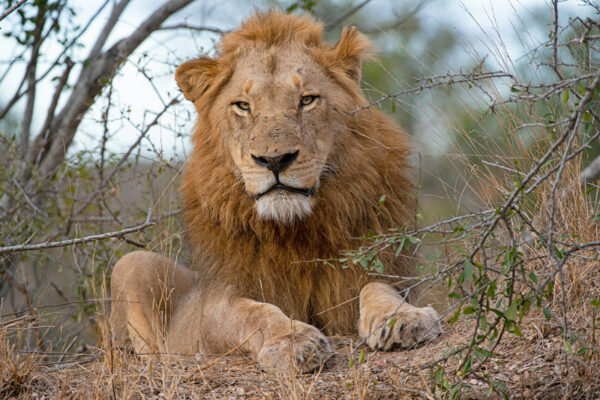 Thornybush_July-2020_High-Res-23