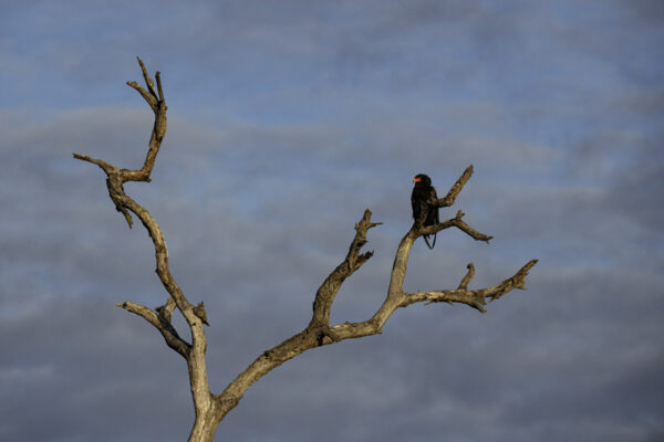 Thornybush_July-2020_High-Res-31
