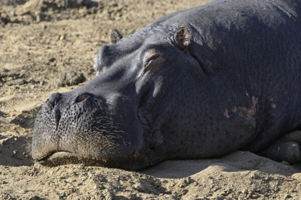 Thornybush_July-2020_High-Res-4